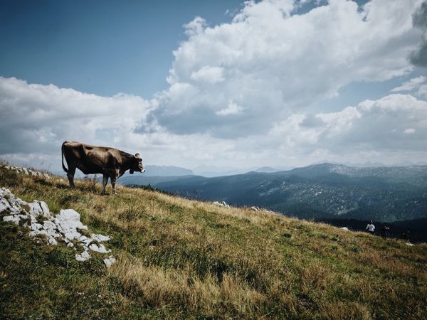 The Future of Self-driving Cows